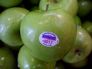 Granny Smith Apple – Determining Ripeness