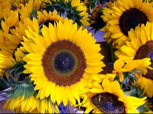 startcooking.sunflowers_305